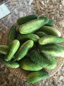 Cucumbers!